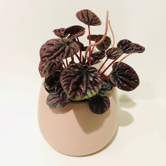 Schumi Red Peperomia